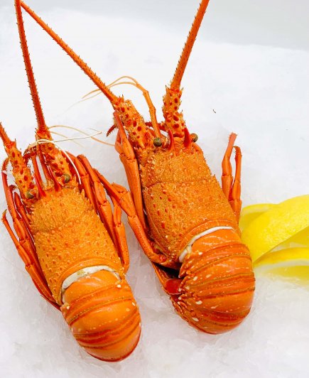 Cooked W.A. Lobster (500-550gr) Each - 熟西澳龙虾 500-550gr 每只