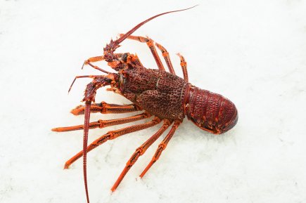 Live Southern Rock Lobster (0.9-1.2kg) - 活南方岩龙虾 (0.9-1.2kg)