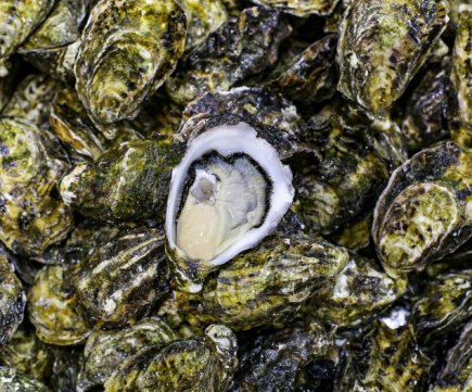 Unshucked Pacific Oyster (per dozen) - 活太平洋牡蛎  (每打)