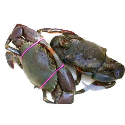 Live Mud Crab 800-900gr -  活螃蟹 800-900gr
